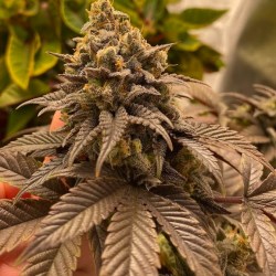 Katie Danielson (KD aka Killer Dope) [F]